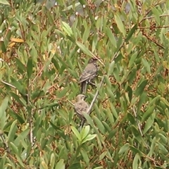 Sturnus vulgaris (Common Starling) at Orford, TAS - 3 Feb 2025 by JimL