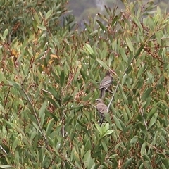 Sturnus vulgaris at Orford, TAS - 3 Feb 2025 12:19 PM