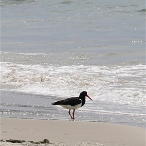 Haematopus longirostris (Australian Pied Oystercatcher) at Orford, TAS - 3 Feb 2025 by JimL