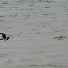 Haematopus longirostris at Orford, TAS - suppressed