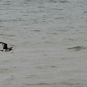 Haematopus longirostris at Orford, TAS - suppressed