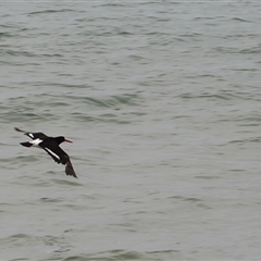 Haematopus longirostris at Orford, TAS - suppressed