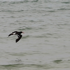 Haematopus longirostris at Orford, TAS - suppressed