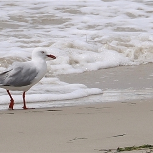 Chroicocephalus novaehollandiae (Silver Gull) at Orford, TAS by JimL