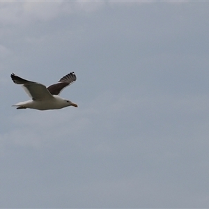 Larus dominicanus (Kelp Gull) at Orford, TAS by JimL