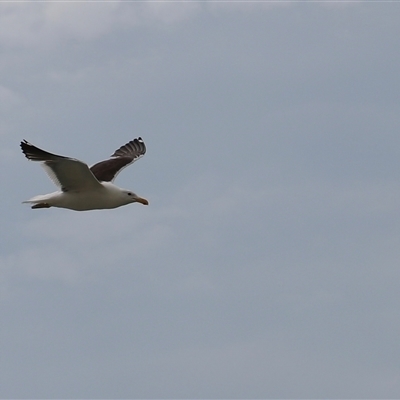 Larus dominicanus (Kelp Gull) at Orford, TAS - 3 Feb 2025 by JimL