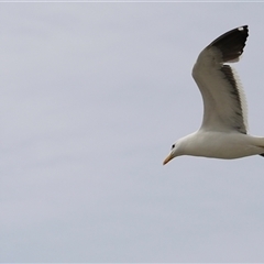 Larus dominicanus at Orford, TAS - suppressed