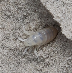 Unidentified Crab, Prawn, Barnacle (Crustacea) at Orford, TAS - 3 Feb 2025 by JimL