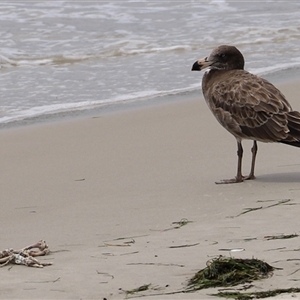 Larus pacificus at Orford, TAS - 3 Feb 2025 12:10 PM
