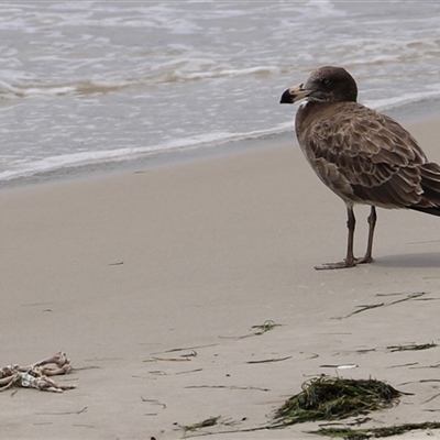 Larus pacificus (Pacific Gull) at Orford, TAS - 3 Feb 2025 by JimL