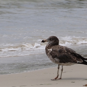 Larus pacificus at Orford, TAS - Yesterday 12:10 PM