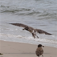 Larus pacificus at Orford, TAS - Yesterday 12:10 PM