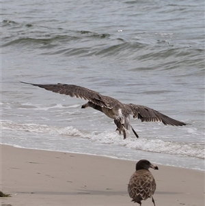 Larus pacificus at Orford, TAS - Yesterday 12:10 PM