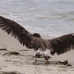 Larus pacificus at Orford, TAS - Yesterday 12:10 PM