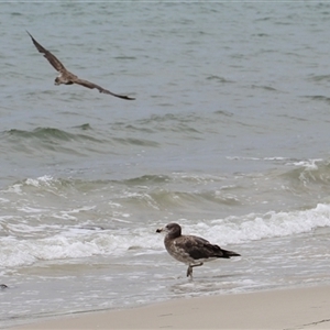 Larus pacificus at Orford, TAS - Yesterday 12:10 PM