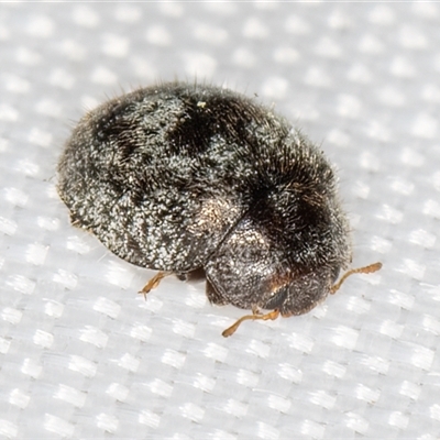 Unidentified Lady beetle (Coccinellidae) at Melba, ACT - 1 Feb 2025 by kasiaaus