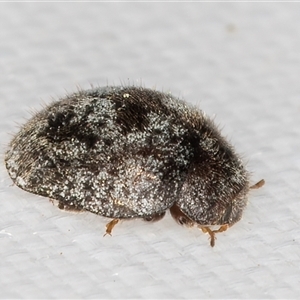 Coccinellidae (family) at Melba, ACT - 1 Feb 2025 10:26 PM