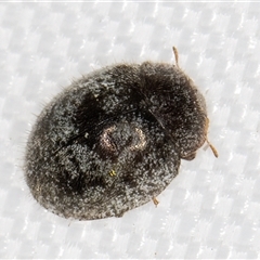 Coccinellidae (family) at Melba, ACT - 1 Feb 2025 10:26 PM