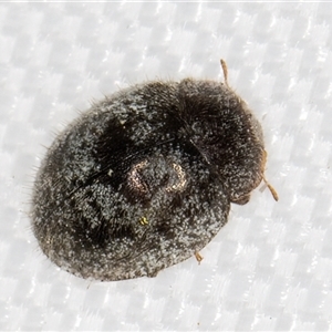Coccinellidae (family) at Melba, ACT - 1 Feb 2025 10:26 PM