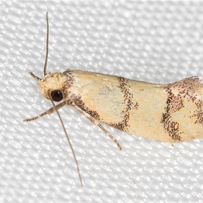 Psaroxantha (genus) (A Concealer moth (Wingia Group)) at Melba, ACT - 1 Feb 2025 by kasiaaus