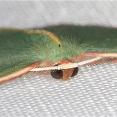 Chlorocoma dichloraria (Guenee's or Double-fringed Emerald) at Melba, ACT - 1 Feb 2025 by kasiaaus