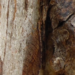 Unidentified Brown Lacewing (Hemerobiidae) at West Hobart, TAS - 3 Feb 2025 by VanessaC