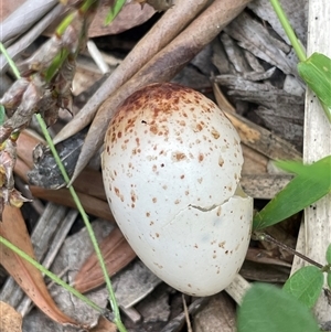 Unidentified Intermediate size at Dunbogan, NSW by LPW