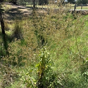 Lactuca virosa at Hurstbridge, VIC - 31 Jan 2025 01:35 PM