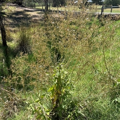 Lactuca virosa at Hurstbridge, VIC - 31 Jan 2025 by lllwlllyn