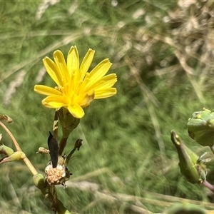 Lactuca virosa at Hurstbridge, VIC - 31 Jan 2025 01:35 PM