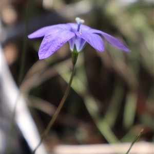 Wahlenbergia gloriosa (Royal Bluebell) at Tharwa, ACT - 2 Feb 2025 by Clarel