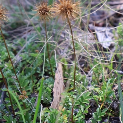 Acaena novae-zelandiae (Bidgee Widgee) at Tharwa, ACT - 1 Feb 2025 by Clarel