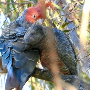 Callocephalon fimbriatum at Aranda, ACT - suppressed