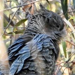 Callocephalon fimbriatum at Aranda, ACT - suppressed