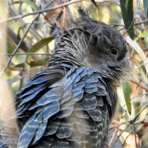 Callocephalon fimbriatum at Aranda, ACT - suppressed