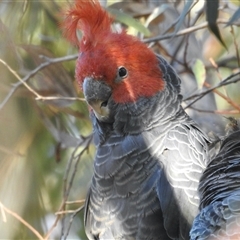 Callocephalon fimbriatum at Aranda, ACT - suppressed