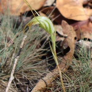 Diplodium decurvum at Tharwa, ACT by Clarel