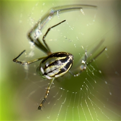 Leucauge dromedaria (Silver dromedary spider) at Parkes, ACT - 3 Feb 2025 by Hejor1