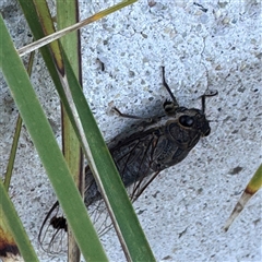 Galanga labeculata at Russell, ACT - 3 Feb 2025 07:53 AM