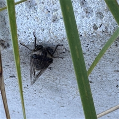Galanga labeculata at Russell, ACT - 3 Feb 2025 07:53 AM