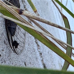 Galanga labeculata at Russell, ACT - 3 Feb 2025 07:53 AM