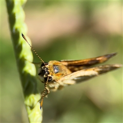 Ocybadistes walkeri at Parkes, ACT - 3 Feb 2025 by Hejor1