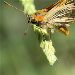 Ocybadistes walkeri at Parkes, ACT - 3 Feb 2025 03:57 PM