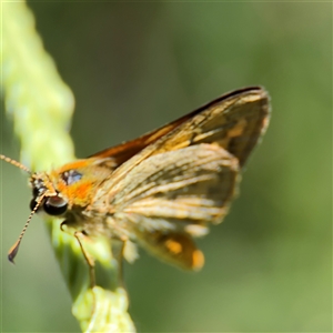 Ocybadistes walkeri at Parkes, ACT - 3 Feb 2025 03:57 PM