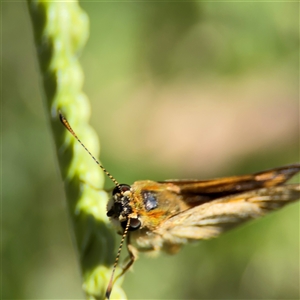 Ocybadistes walkeri at Parkes, ACT - 3 Feb 2025 03:57 PM