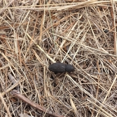 Unidentified Weevil (Curculionoidea) at Yarralumla, ACT - 26 Jan 2025 by DavidDedenczuk