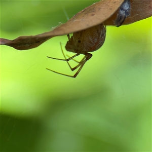 Parasteatoda sp. (genus) at Parkes, ACT by Hejor1