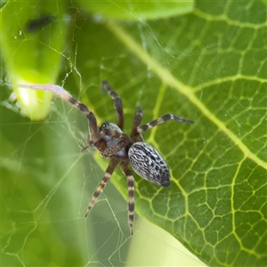 Badumna longinqua at Parkes, ACT by Hejor1