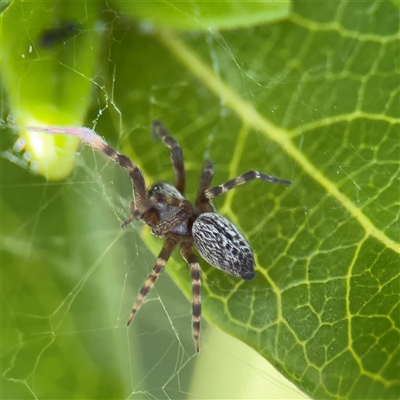 Badumna longinqua (Grey House Spider) at Parkes, ACT - 3 Feb 2025 by Hejor1