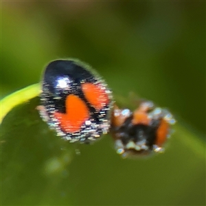 Diomus notescens (Little two-spotted ladybird) at Parkes, ACT by Hejor1